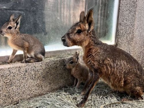 搶攻最強親子檔期！壽山動物園推母親節女性與12歲以下兒童免費入園，新生動物＋話題特展，打造南台灣親子旅遊亮點